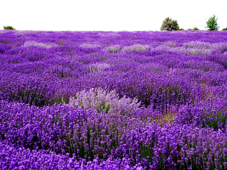 12th Cyherbia Lavender Festival: Embrace the Serenity of Lavende